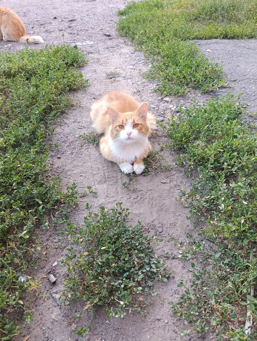 Гарний, ласкавий,  котик-хлопчик терміново шукає Люблячу Сім'ю