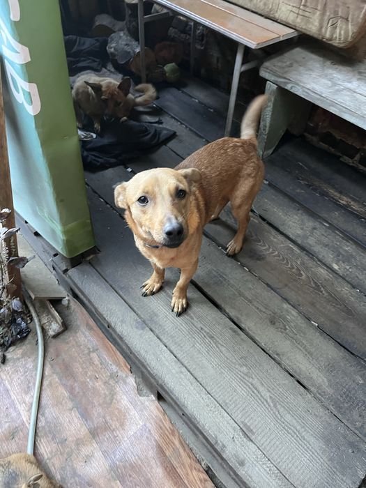 Віддаємо собачку хлопчик