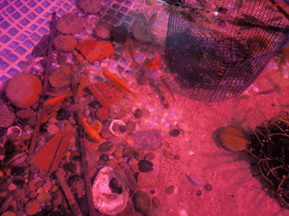 Peixes de água fria para tanques e lagos