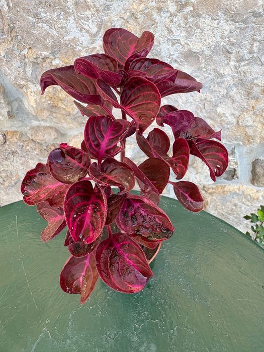 Iresine herbstil 2€