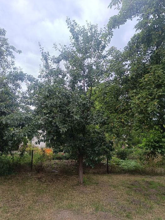 REZERWACJA Ogródek działkowy Rod Raj Rybnik 294m2 działka rekreacyjna