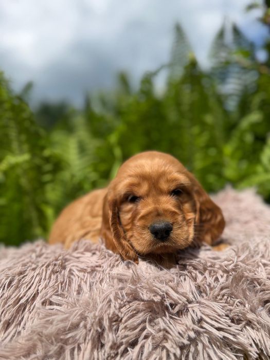 Wyjątkowa! Mocno złota sunia Cocker Spaniel Angielski z rodowodem wielopokoleniowym i wyprawką