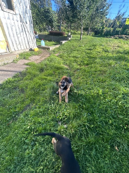 Собаки шукають дім