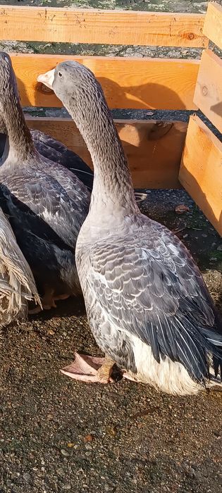 Sprzedam gęsi landes