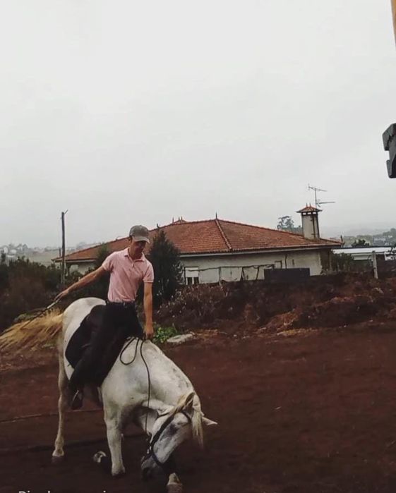 Cavalo manso , facil  ,experiente ,montado para qualquer cavaleiro
