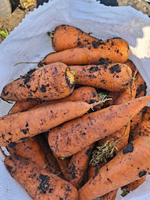 продам помидор асвон