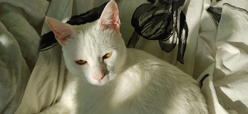 Para amar por amar gatos