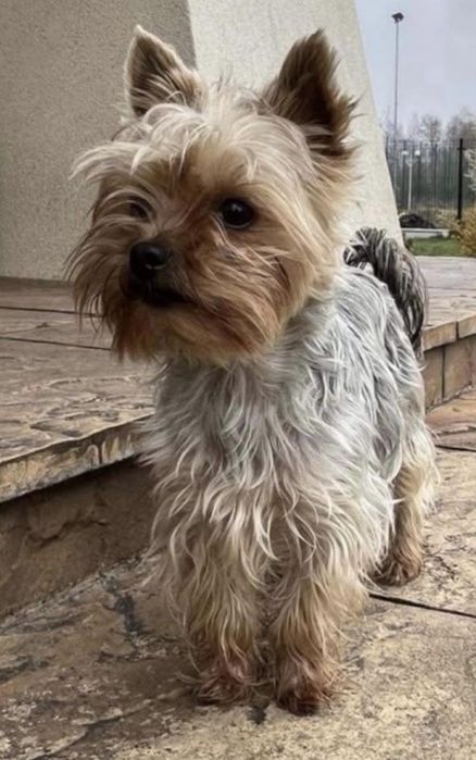 Yorkshire terrier suczki