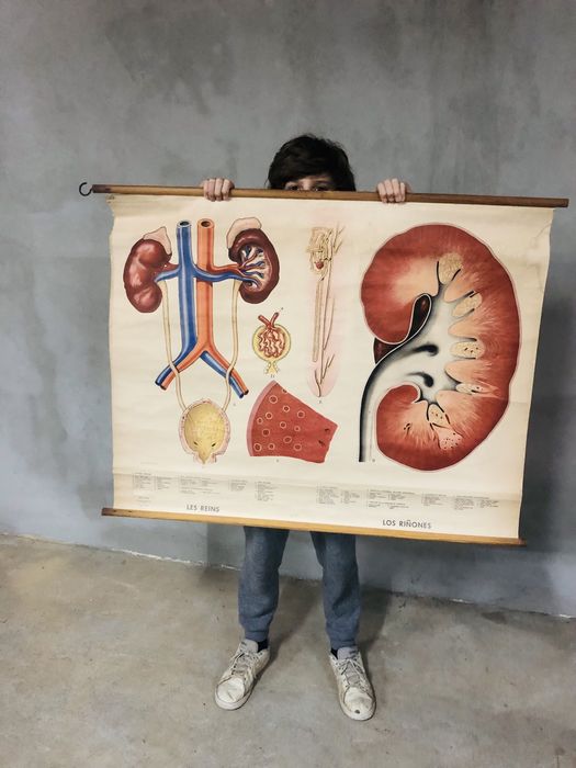 Poster didatico medecina vintage 1965