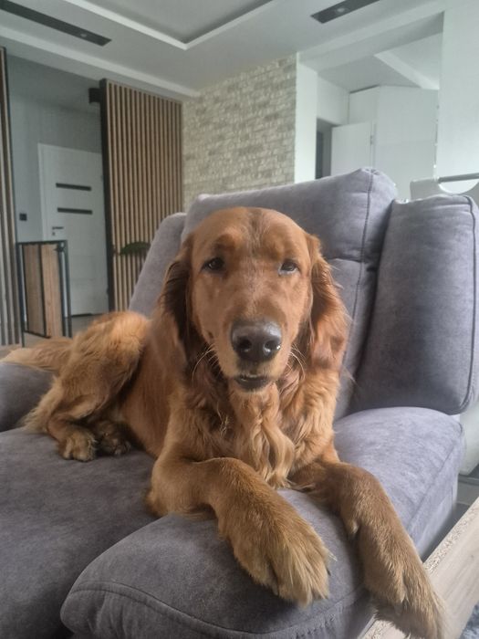 Golden Retriever Fox Red reproduktor ciemnozloty