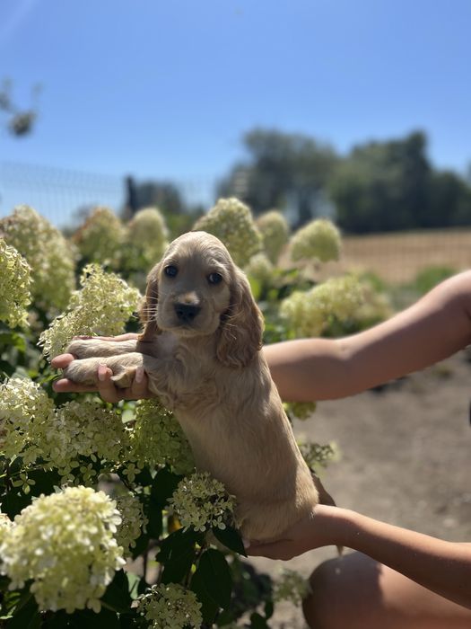 piesek cocker spaniel angielski