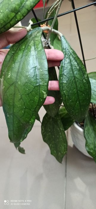 Hoya undulata silver