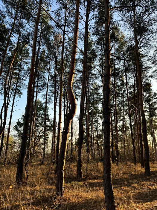 Продам участок 10 соток в сосне.
