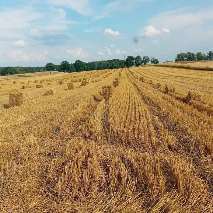 Słoma w małych kostkach