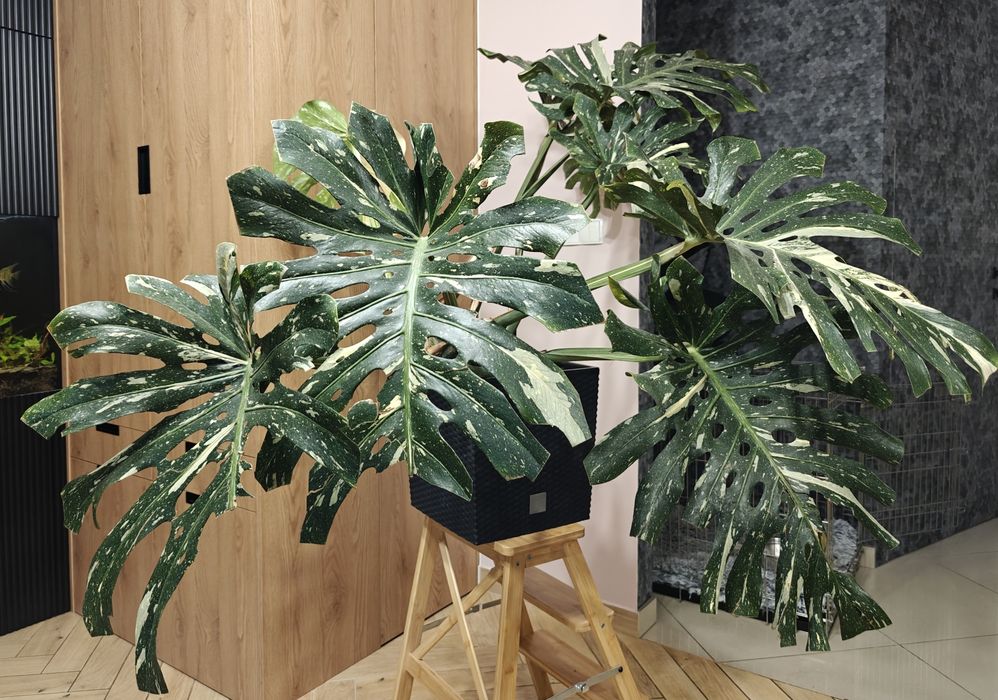 Monstera deliciosa Thai Constellation XXL big form, roślina