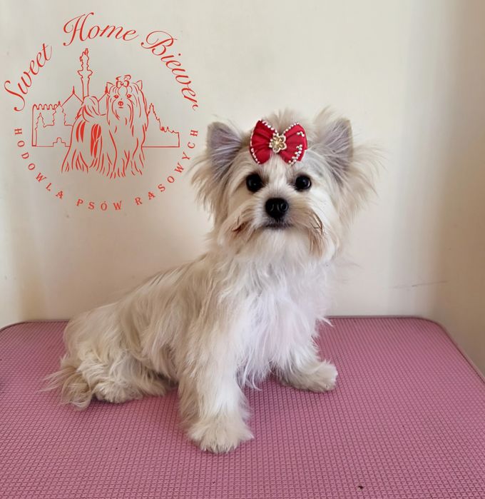 York, Golddust Yorkshire Terrier