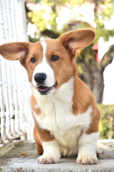 Welsh Corgi cardigan de excelência