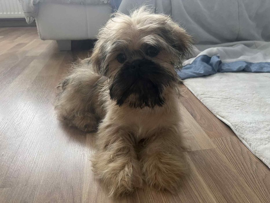 Śliczny piesek Shih Tzu