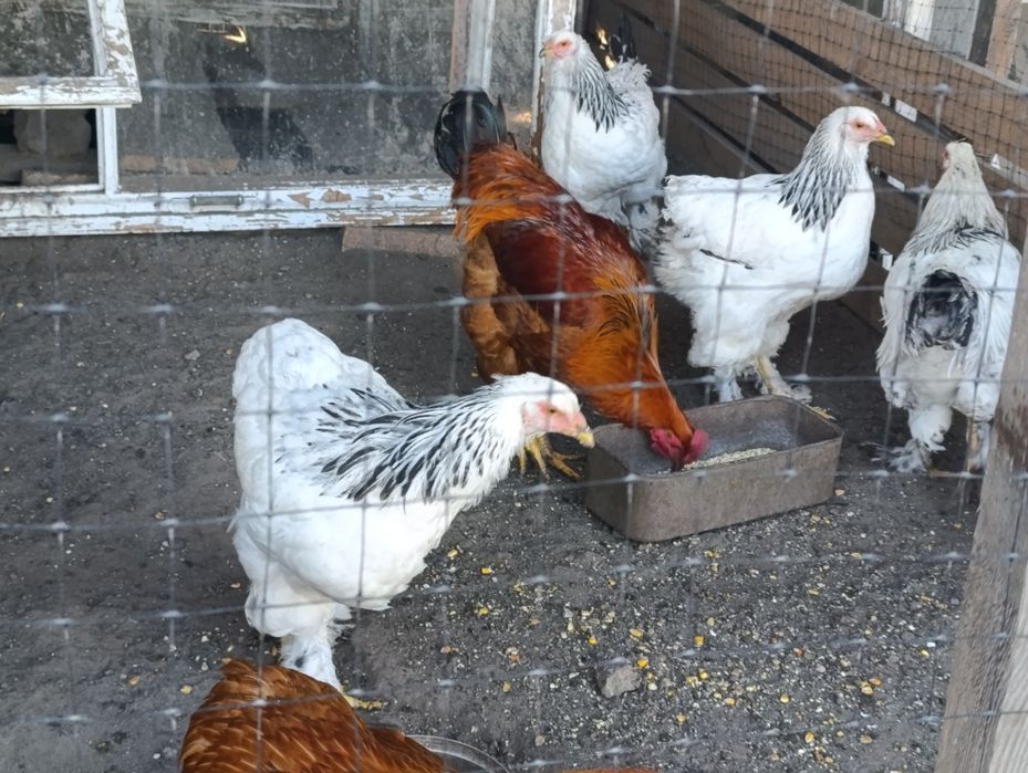 Продам молодь Брами