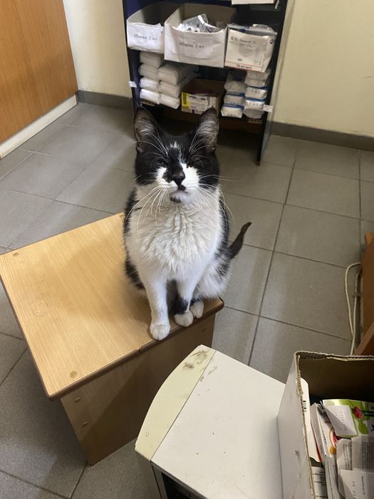 Котик муркотик Філя