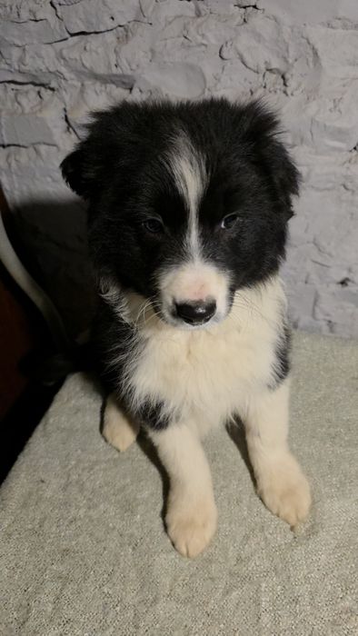 suczka border collie