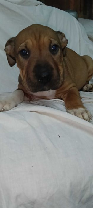 Продажа піт бультерєра