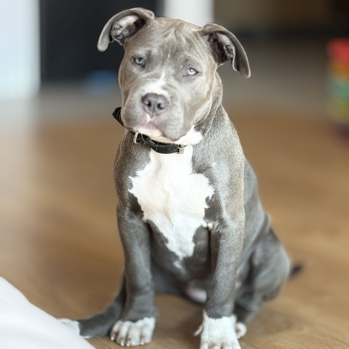 Amstaff blue suczka szczeniak