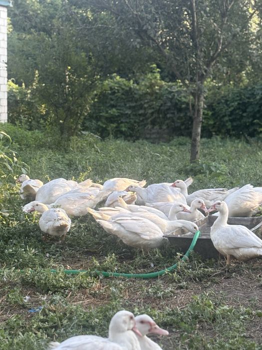 Продам Білих мускусних качок важкої німецької лінії на племя
