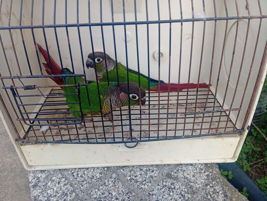Red rumped pyrrulas caturras kakariquis e tourquoisines