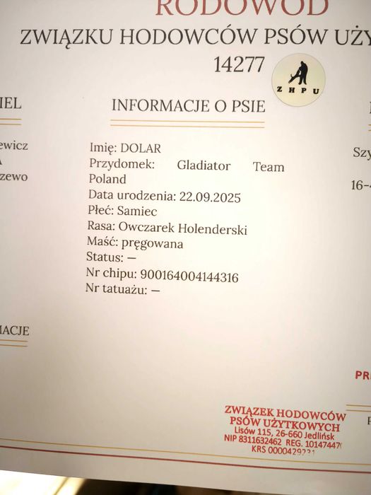 Owczarek holenderski piesek