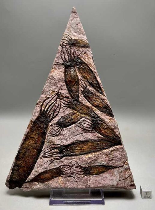 Fossil de Eocrinóides - Ascocystites drabowensis