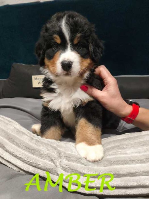 Berneński Pies Pasterski z rodowodem Magnusiowe Wzgórze