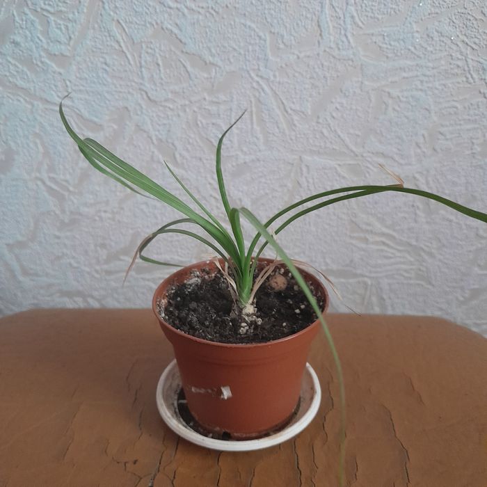 Продам квіти для душі