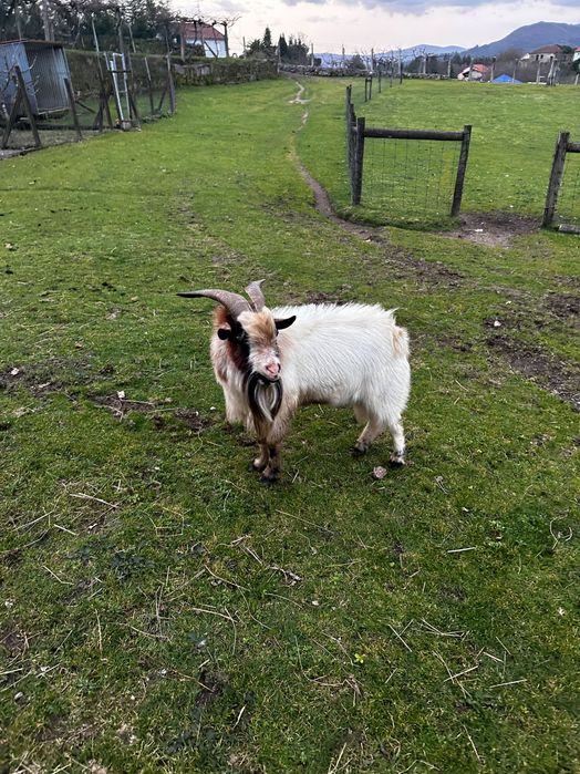 Cabrito/Bode de cobrição