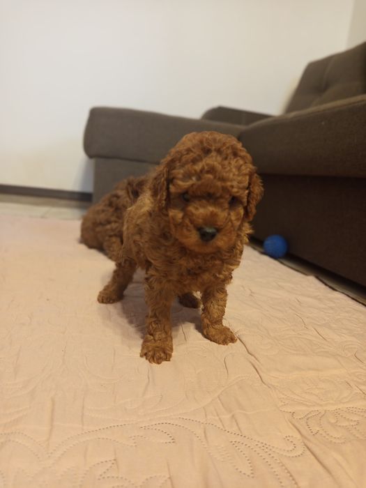 Той Пудель дівчата Редбраун