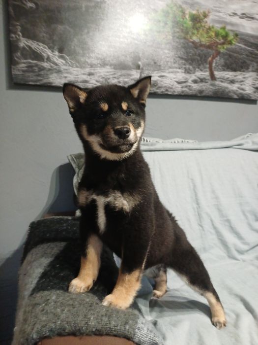 Shiba inu-Gotowy do odbioru