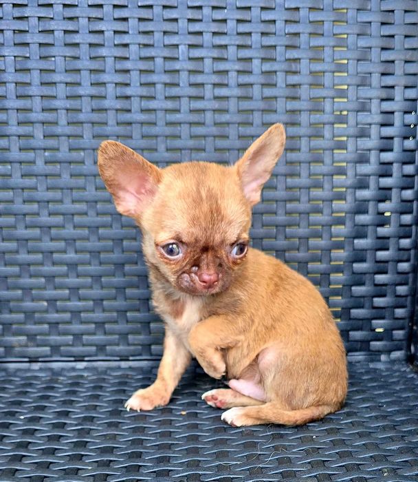 Chihuahua macho PEQUENINO
