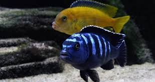 GB MALAWI Pseudotropheus saulosi  Hodowla własna