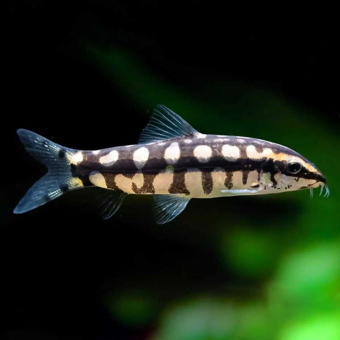 GB Bocja Karłowata - dowóz ryb!