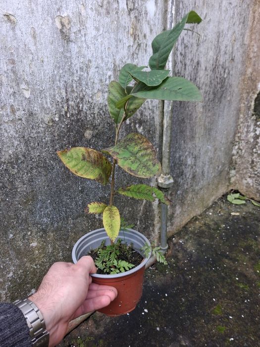 Arvores de fruto e sementes de horticolase de arvores de fruto açores