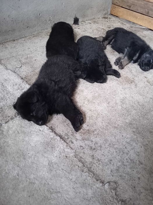 Cão  pastor alemão  linha trabalho checa