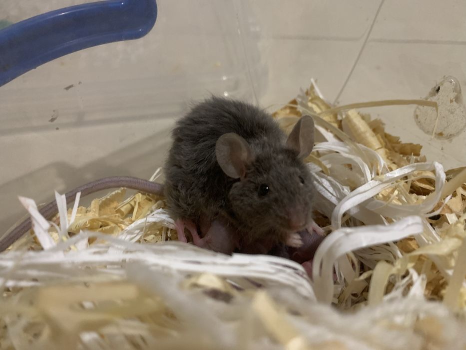 Мишки декоративні кучеряві, криски дамбо