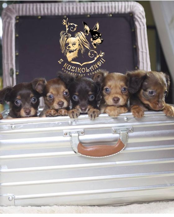 Rosyjski TOY długowłosy - maleńkie szczęście ,które odmieni Twój dom.