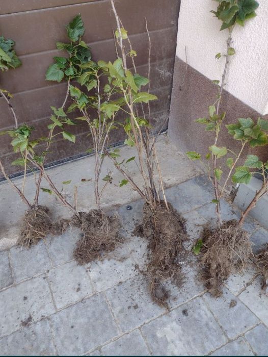 Porzeczka czarna sadzonki owocujące