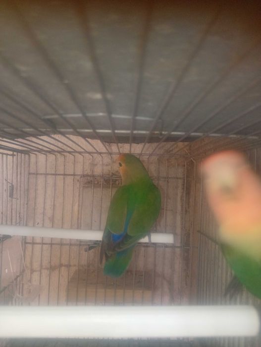 Agapornis roseicollie 2026