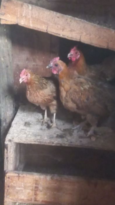 Tenho algumas coquitas