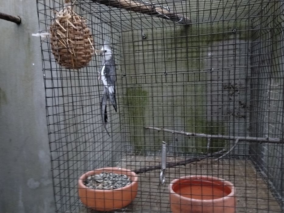 RESERVADO Caturra macho cinza