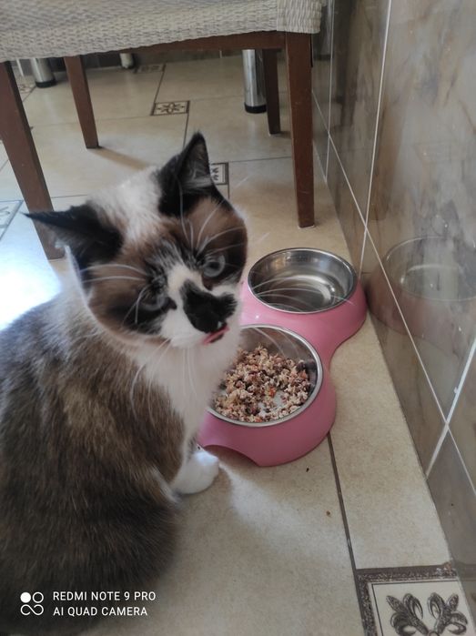 Отдам кошечку стерилизованную, очень умная и чистоплотная!