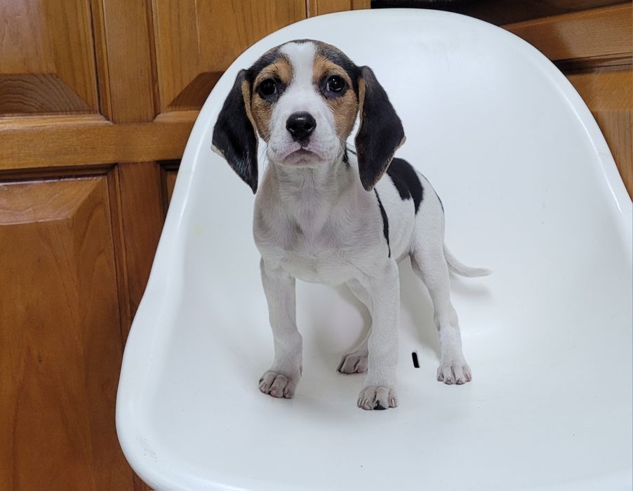 Femea beagle bebé