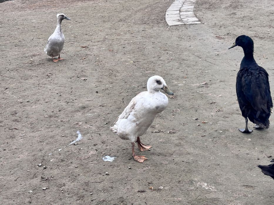 Jaja legowe kaczek biegów indyjskich